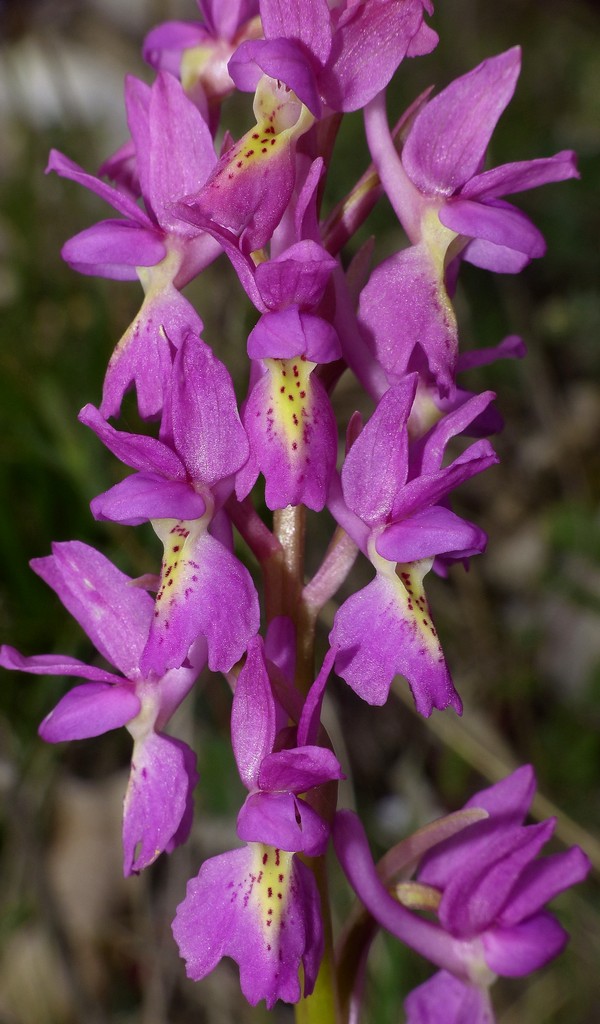 O.pauciflora, O.provincialis, O.quadripunctata, O.xcolemanii, 4 belle Orchis.